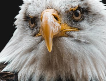 photo-eagle-keeping-of-saced-words-photo-1